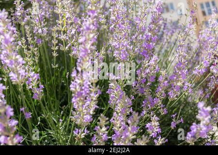 Abstract background of lavender flowers. The warm rays of the sun illuminate the delicate flowers. The concept of summer, feelings, and scents. Herbal Stock Photo