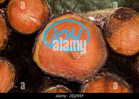 Heap of tree stems, one of them marked in blue with number 104 Stock Photo