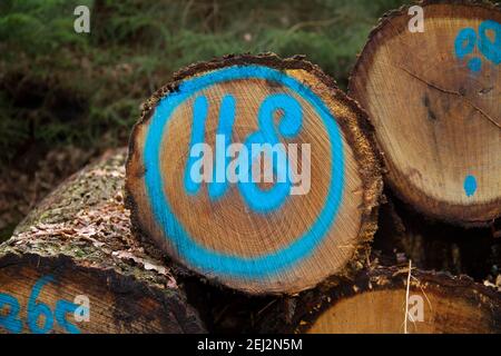 Heap of tree stems, one of them marked in blue with number 118 Stock Photo