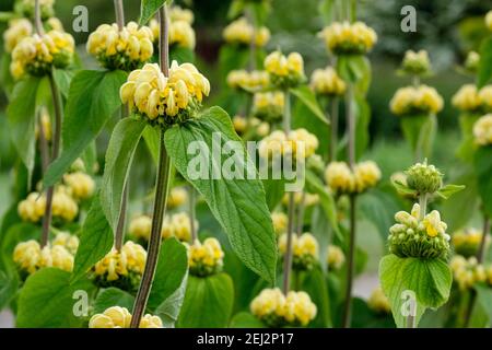 Phlomis russeliana - Turkish sage, Jerusalem Sage. Synonyms; Phlomis samia, Phlomis viscosa. whorls of tubular, pale-yellow hooded flowers Stock Photo