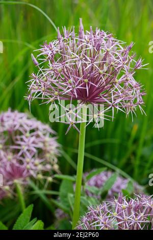 Large globe of star-shaped, pinkish-purple flowers of Allium cristophii. Star of Persia. Persian onion. Allium christophii Stock Photo