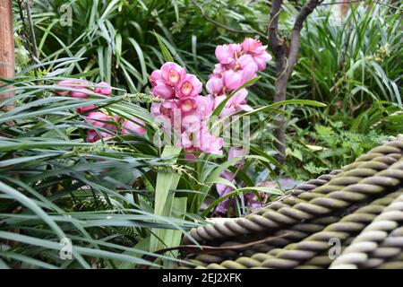 The pink cymbidium orchid flowers in a garden near the old rop Stock Photo