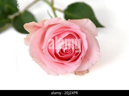 Delicate pink rose with water droplets on white background Stock Photo