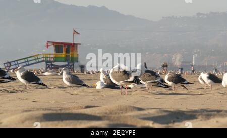 LOS ANGELES CA USA - 16 NOV 2019: California summertime Venice beach aesthetic. Sea gulls on sunny california coast, iconic retro wooden rainbow lgbt Stock Photo