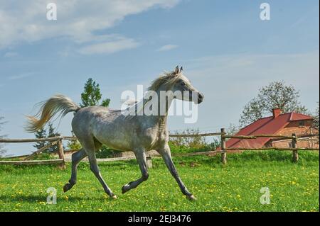 Arabian horses in the paddock Stock Photo