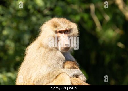 Hamadryas baboon (Papio hamadryas) an adult female Hamadryas baboon holding a baby with a natural green background Stock Photo