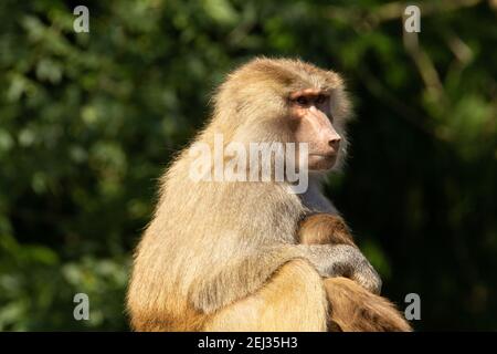 Hamadryas baboon (Papio hamadryas) an adult female Hamadryas baboon suckling a baby with a natural green background Stock Photo