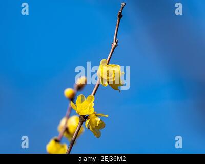 Wintersweet blossoms, Chimonanthus praecox, bloom in mid February in a park near Yokohama, Japan. Stock Photo