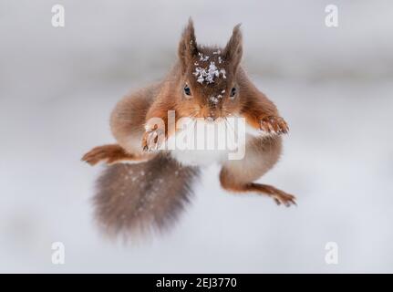 Red Squirrels leaps towards the camera on a winters day, white snow background and snow on the Squirrels head Yorkshire wildlife Stock Photo