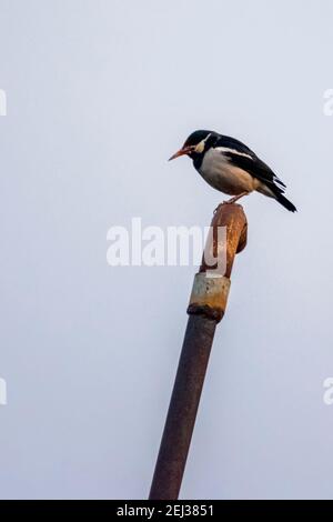 The Common Myna Or Indian Myna, Sometimes Spelled Mynah, Is A Member Of 