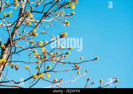 Blossoming buds of a tree maple, flowering maple in the spring on a clear sky Stock Photo
