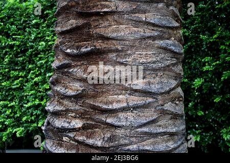 Australian palm tree trunk with green foliage on the background Stock Photo
