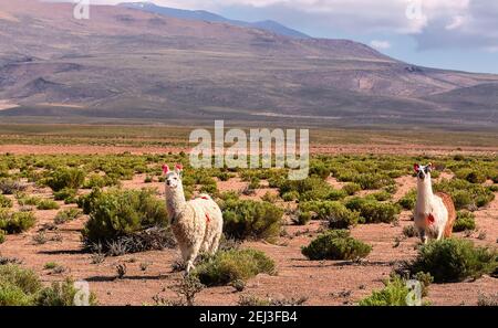 Two lamas are walking in the valley near mountain. Bolivia, Andes. Altiplano, South America Stock Photo