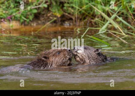 European beavers (Castor fiber), captive, UK Stock Photo