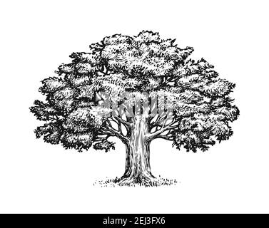 Simple drawing of an oak tree, not detailed on Craiyon