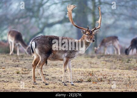 Fallow deer buck (Dama dama), Dunham Massey deer park, Altrincham, Cheshire, UK Stock Photo