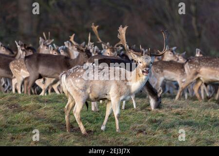 Fallow deer buck (Dama dama), Studley Royal deer park, North Yorkshire, UK Stock Photo
