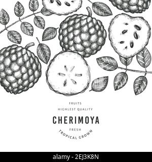 Hand drawn sketch style cherimoya banner. Organic fresh fruit vector illustration. Engraved style botanical design template. Stock Vector