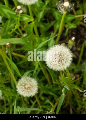 Two white air dandelions on a background of green foliage. Stock Photo