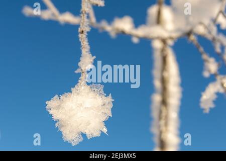 Snow crystals on a twigg creates a piece of jewelry, and in background a blue sky, picture from vasternorrland Sweden. Stock Photo