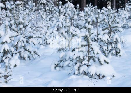 Small and young Baltic pine or Scots pine, Pinus sylvestris trees on a forest land during a snowy winter in Estonia, Northern Europe. Stock Photo