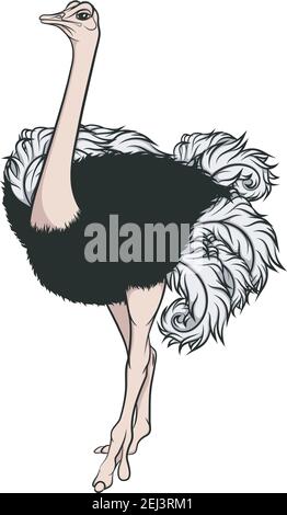 Color illustration of an ostrich. Vector isolated object on a white background. Stock Vector