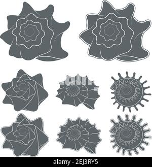Vector set of seashells. Isolated objects on white. Stock Vector