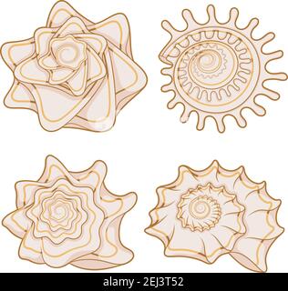 Set of color graphic sea shells. Isolated objects with shadow on white background. Stock Vector