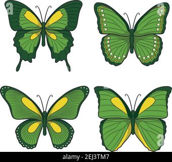 green butterfly cartoon
