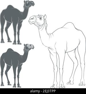 Set of vector image of a camel. Isolated objects on a white background. Stock Vector