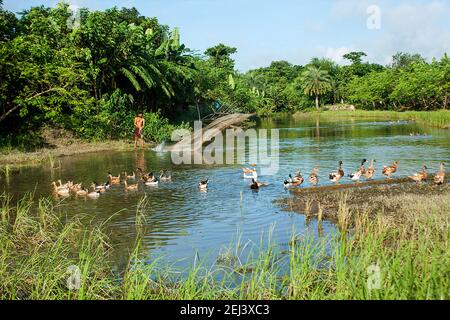 Swans on the bank of Pond at Khulna, Bangladesh Stock Photo