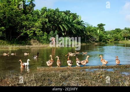 Swans on the bank of Pond at Khulna, Bangladesh Stock Photo