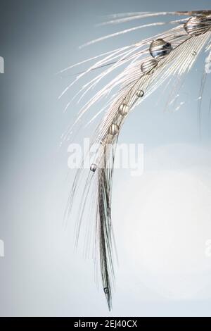 water drops on a white feather Stock Photo
