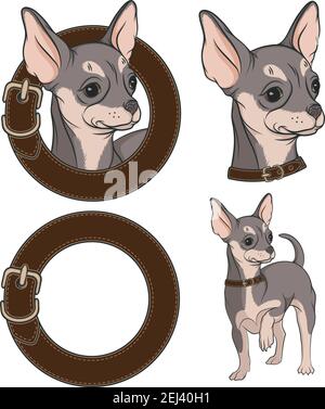 Set of color illustrations with Chihuahua in a collar. Vector isolated objects. Stock Vector