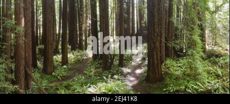 Bright sunlight shines through Coastal Redwood trees, Sequoia sempervirens, and ferns thriving amid a healthy forest in Mendocino, California. Stock Photo