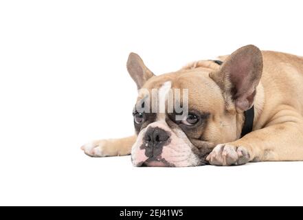 an anorexic french bulldog lying on a white background, health dog concept Stock Photo