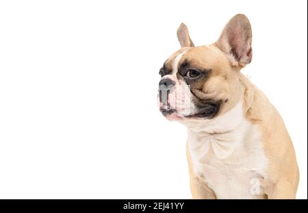 portrait of cute french bulldog wear white bowtie isolated on white background, pets and animal concept. Stock Photo