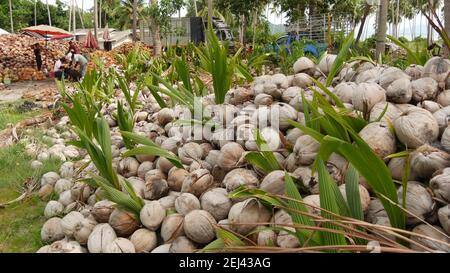 KOH SAMUI ISLAND, THAILAND - 1 JULY 2019: Asian thai men working on coconut plantation sorting nuts ready for oil and pulp production. Traditional asi Stock Photo