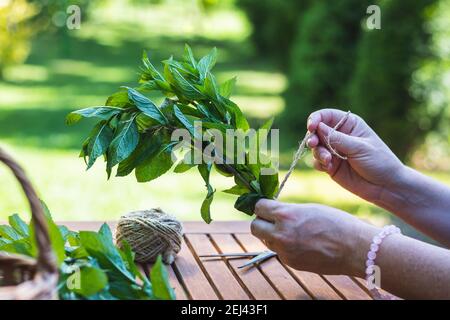 Woman binding bunch of mint herb in garden. Female hands working with fresh harvested herbs. Stock Photo