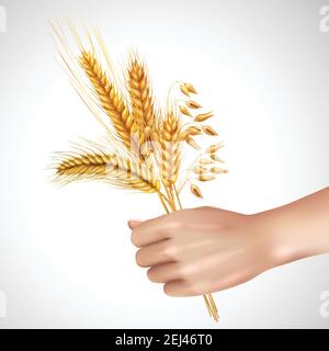 Spikelets of cereals including wheat, barley, oat in female hand realistic composition on white background vector illustration Stock Vector