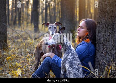 Greyhound, whippet, outside, portrait, side view Stock Photo - Alamy