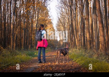 Woman walk with dog outdoors. Pet owner and greyhound in autumn forest. Spanish galgo on woodland footpath. Real people during leisure activity Stock Photo