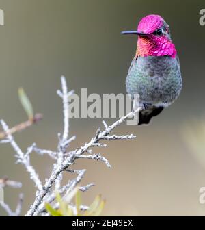 Anna's Hummingbird adult male Stock Photo
