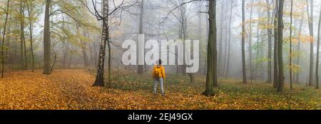 Female hiker in foggy forest. Panoramic view of autumn mist woodland with tourist. Woman with hat and backpack is standing in beautiful landscape