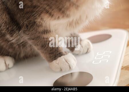 Cat standing on the scales. Cat Weigh control. Healthy body weight Stock  Photo - Alamy