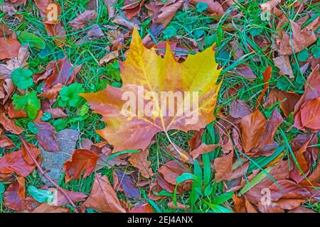 Abstract: Autumn Sycamore tree leaf lying on the ground amongst other fallen leaves, grasses and plants Stock Photo