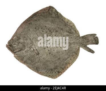 Turbot fish prepared seafood. Raw food isolated on white background. Stock Photo