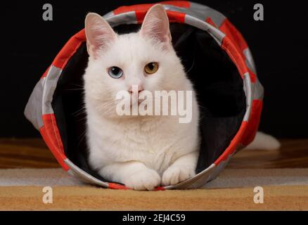 Adorable young tomcat is lying in his cat toy tunnel. He has a complete heterochromia iridis, a variation in coloration of irises. Stock Photo
