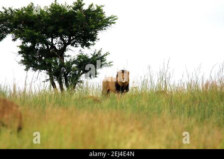 a close up view of a male lion in the distance watiching its prey Stock Photo