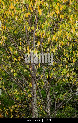 The foliage of Black Cherry contains cyanogenic glycosides, which convert to hydrogen cyanide if eaten by animals and becomes poisonous to them. Stock Photo